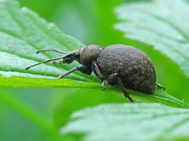 Otiorhynchus ligustici (Linnaeus, 1758)
